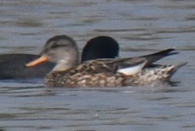 kopřivka obecná - ML646293620