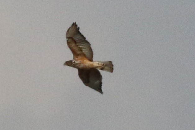 鷹科(中、小型) - ML646293621