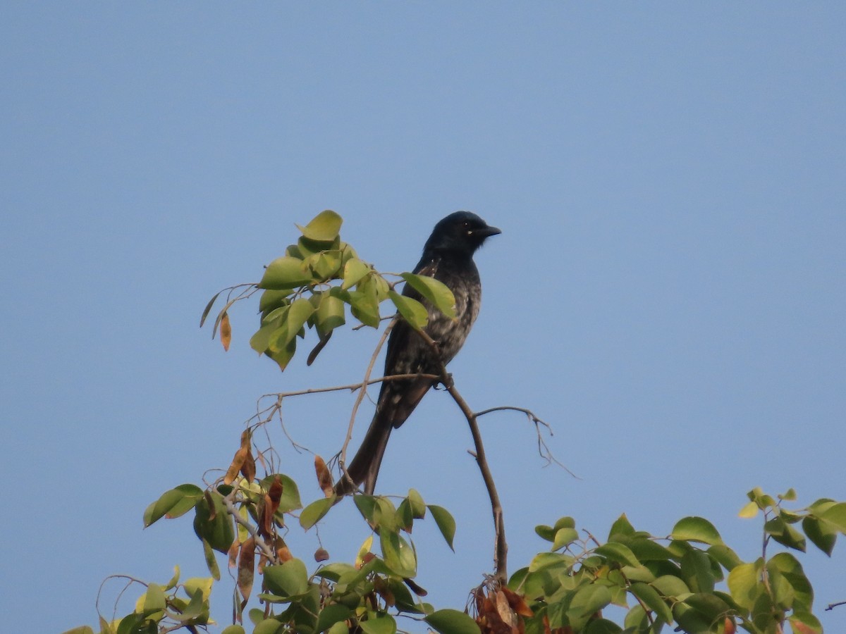 Black Drongo - ML646293623