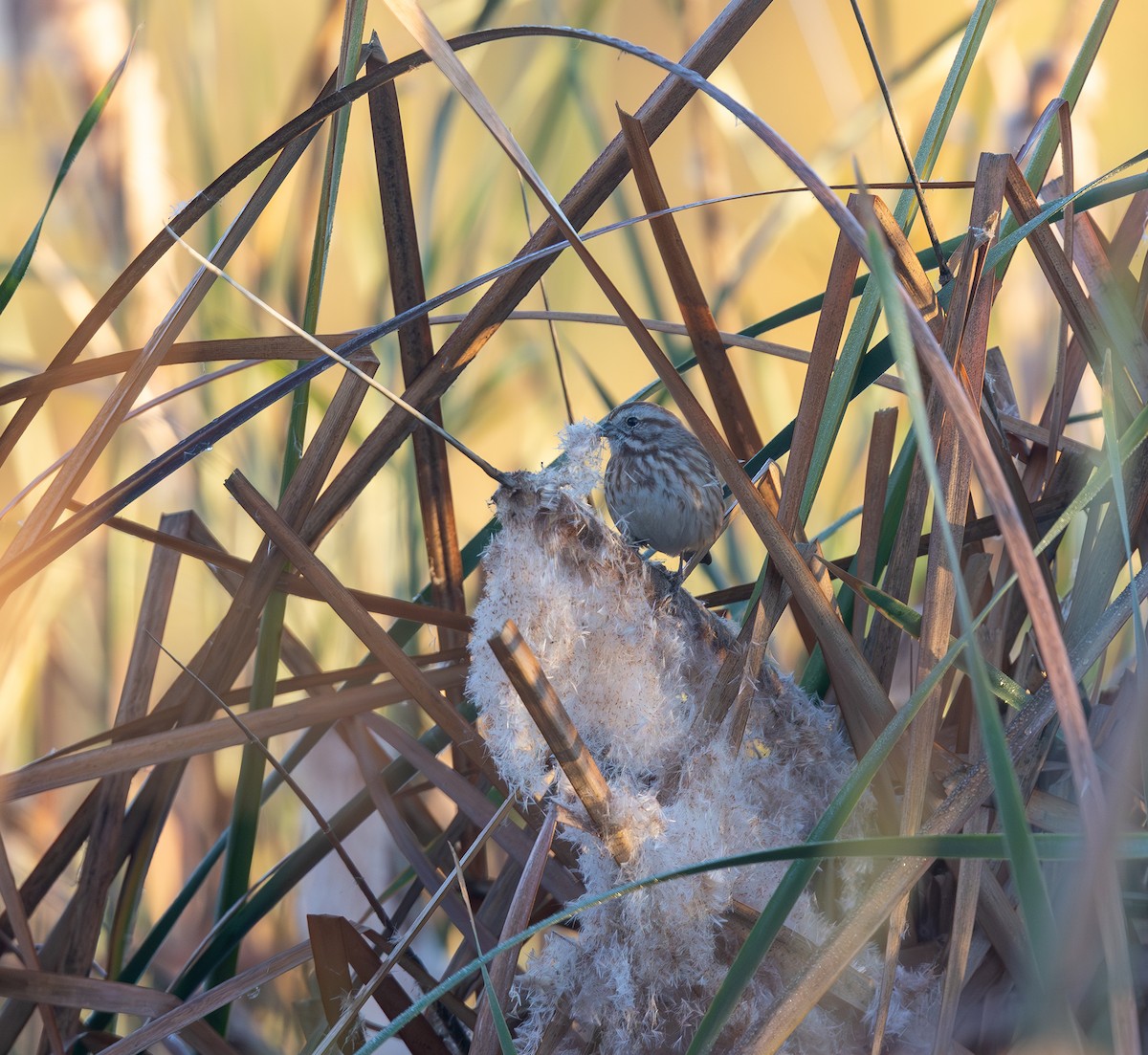 Song Sparrow - ML646293642