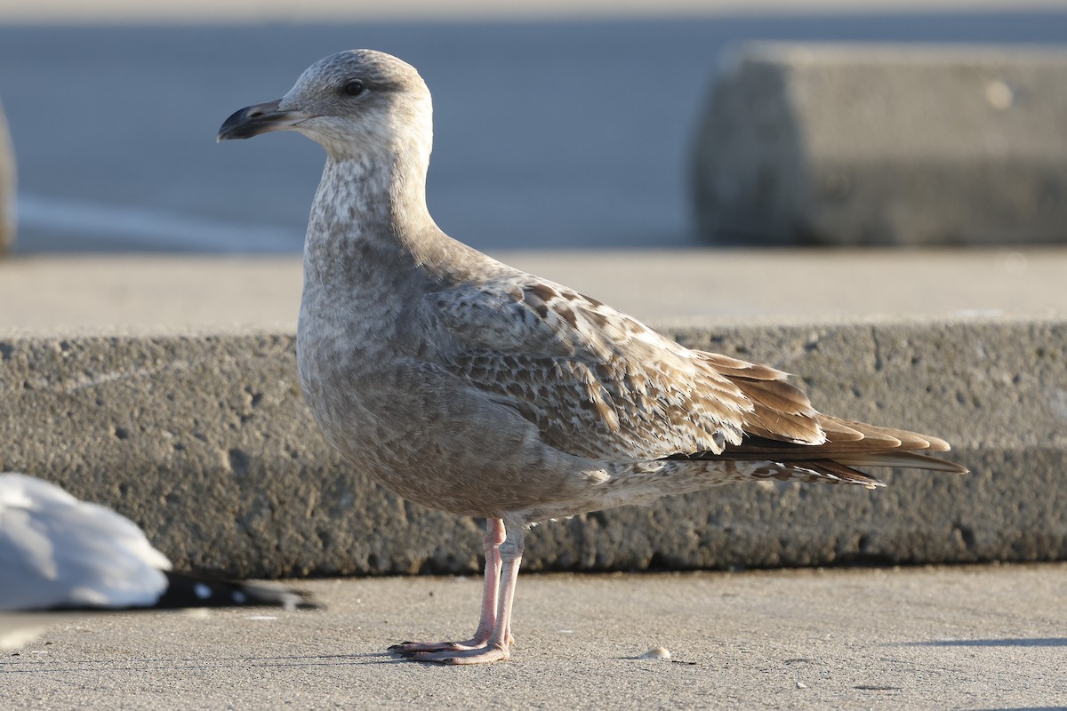Goéland hudsonien - ML646293651