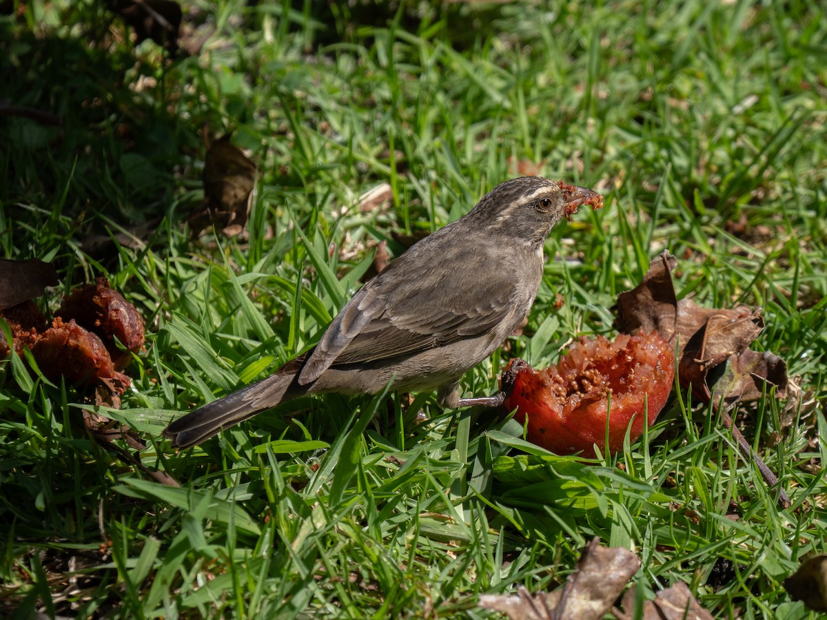 zvonohlík proužkohlavý - ML646293652