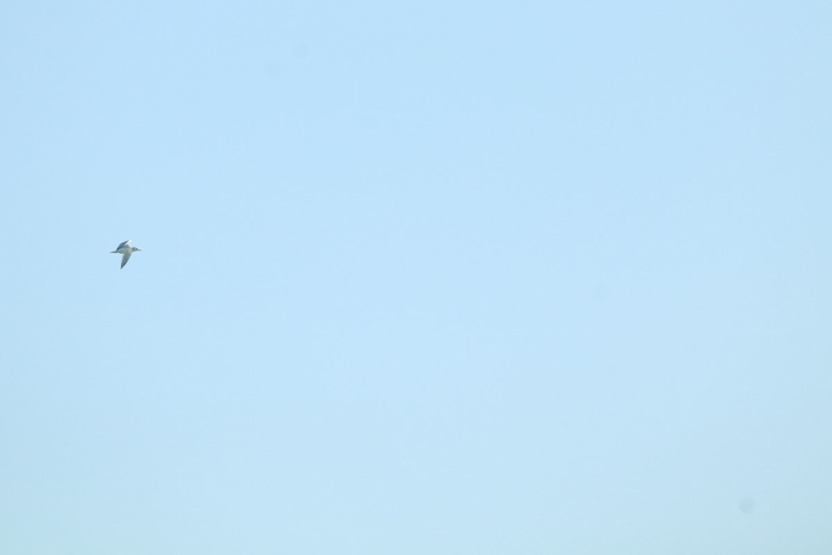 Animals - ML646293662