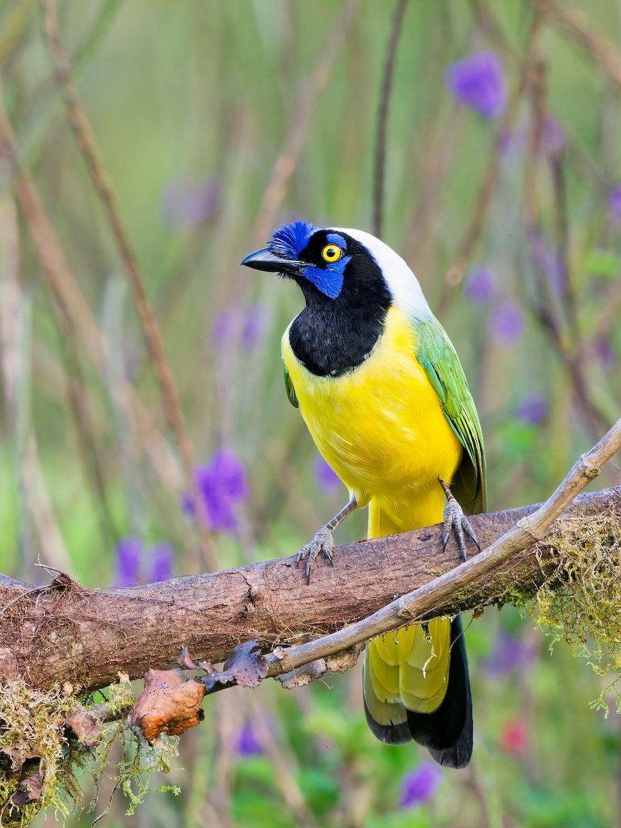 sojka zelenavá [skupina yncas] - ML646293667