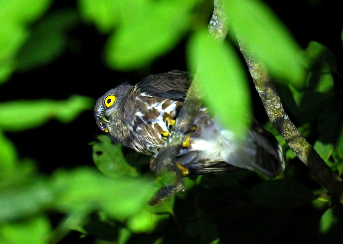 sovka dravčí - ML646293675