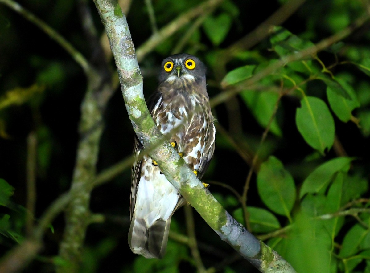 sovka dravčí - ML646293676