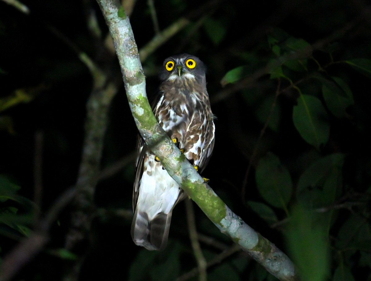 sovka dravčí - ML646293677