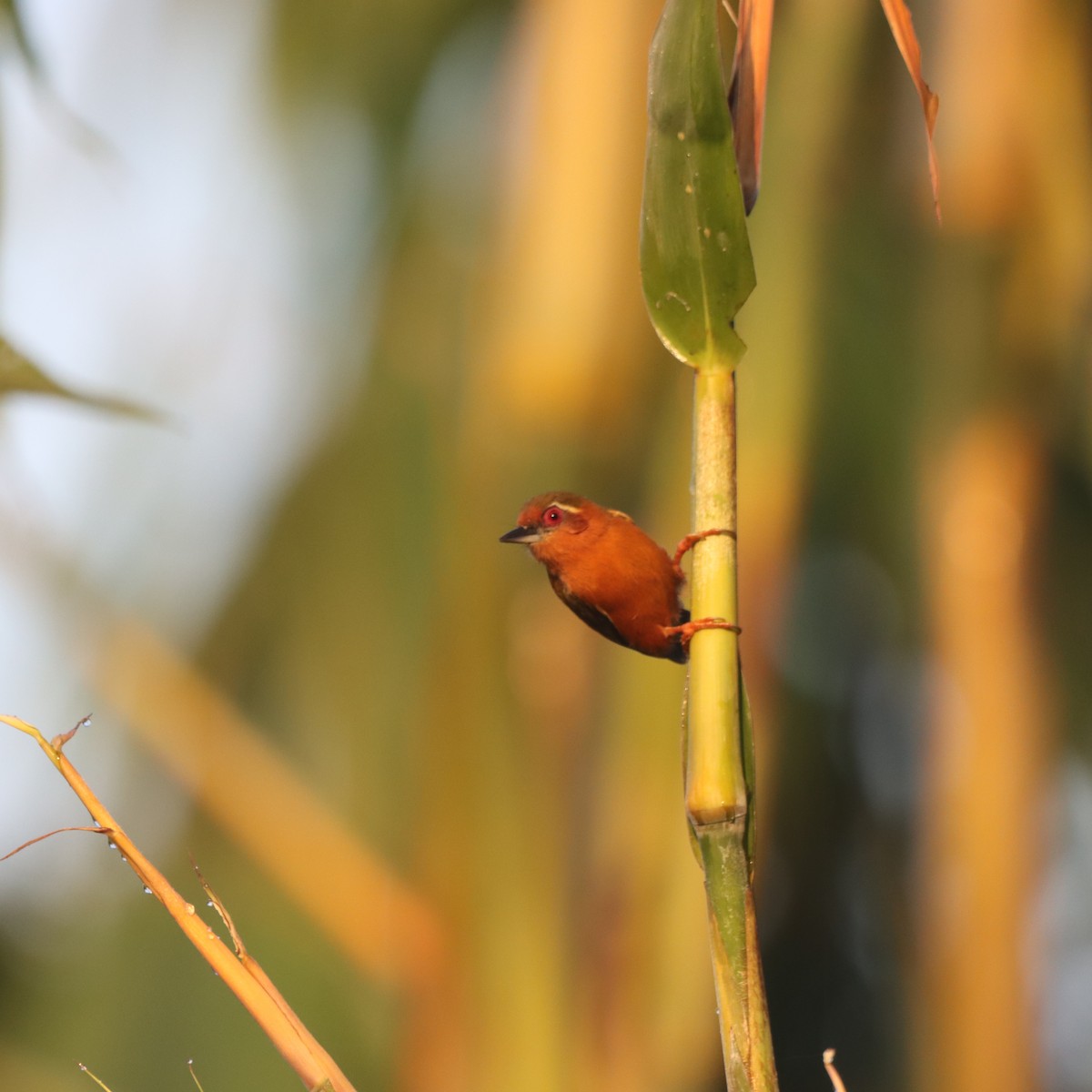 datlounek indočínský - ML646293680