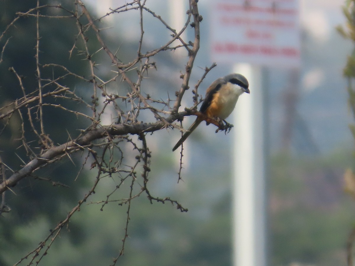 ťuhýk královský - ML646293681