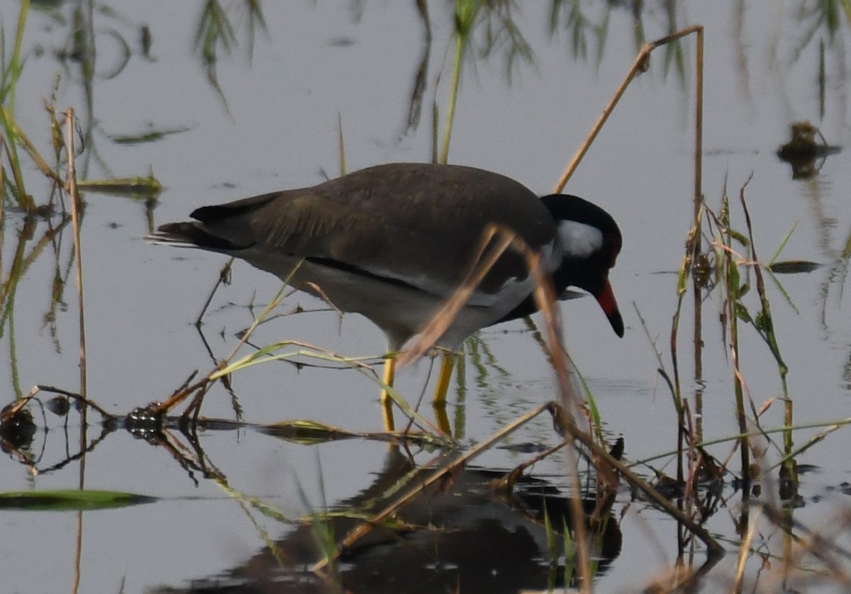 čejka černoprsá - ML646293682