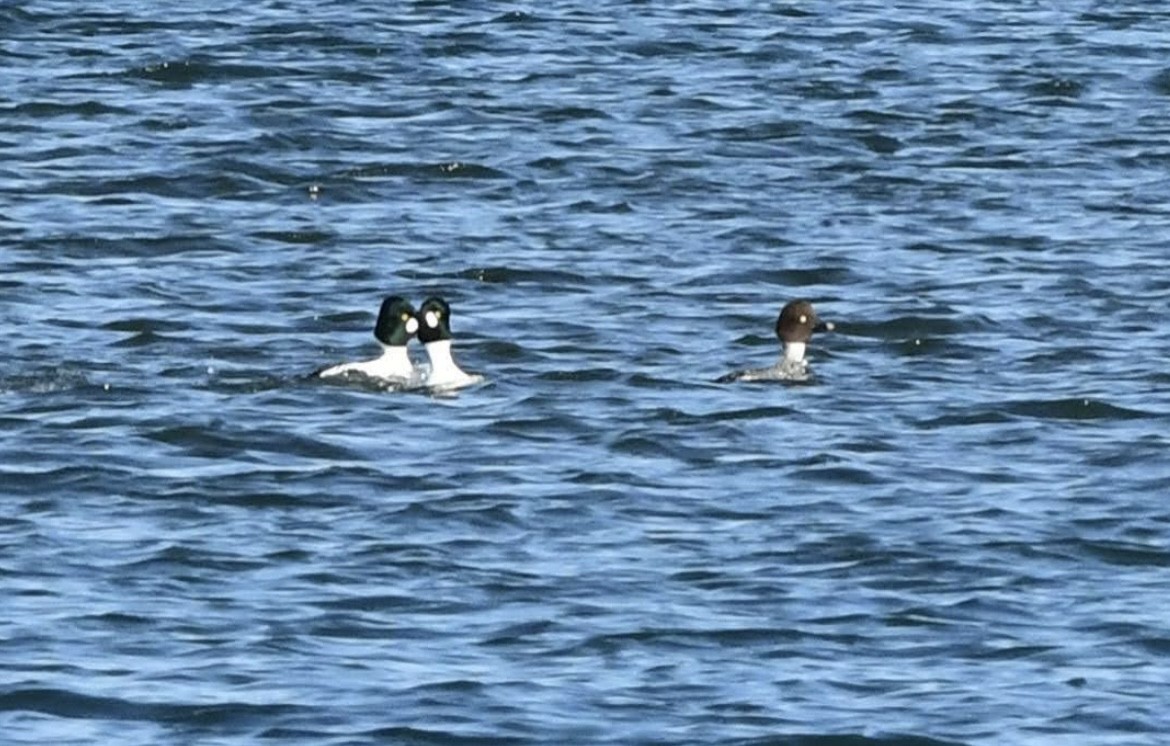 hohol severní - ML646293683