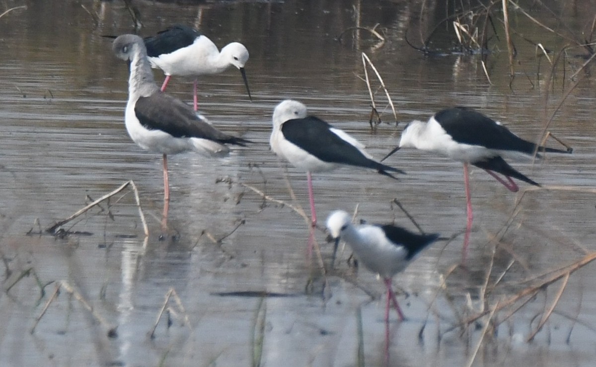 pisila čáponohá - ML646293684