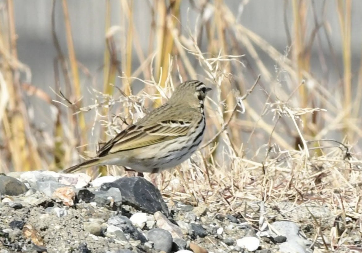 linduška japonská - ML646293686