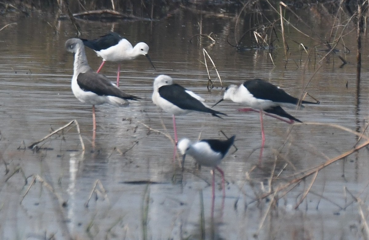 pisila čáponohá - ML646293687