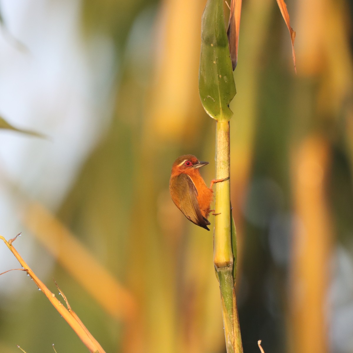 datlounek indočínský - ML646293688