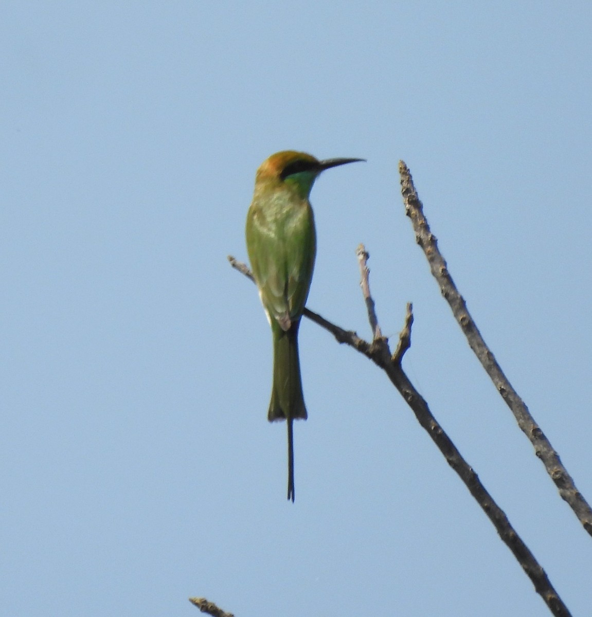 vlha indická - ML646293690