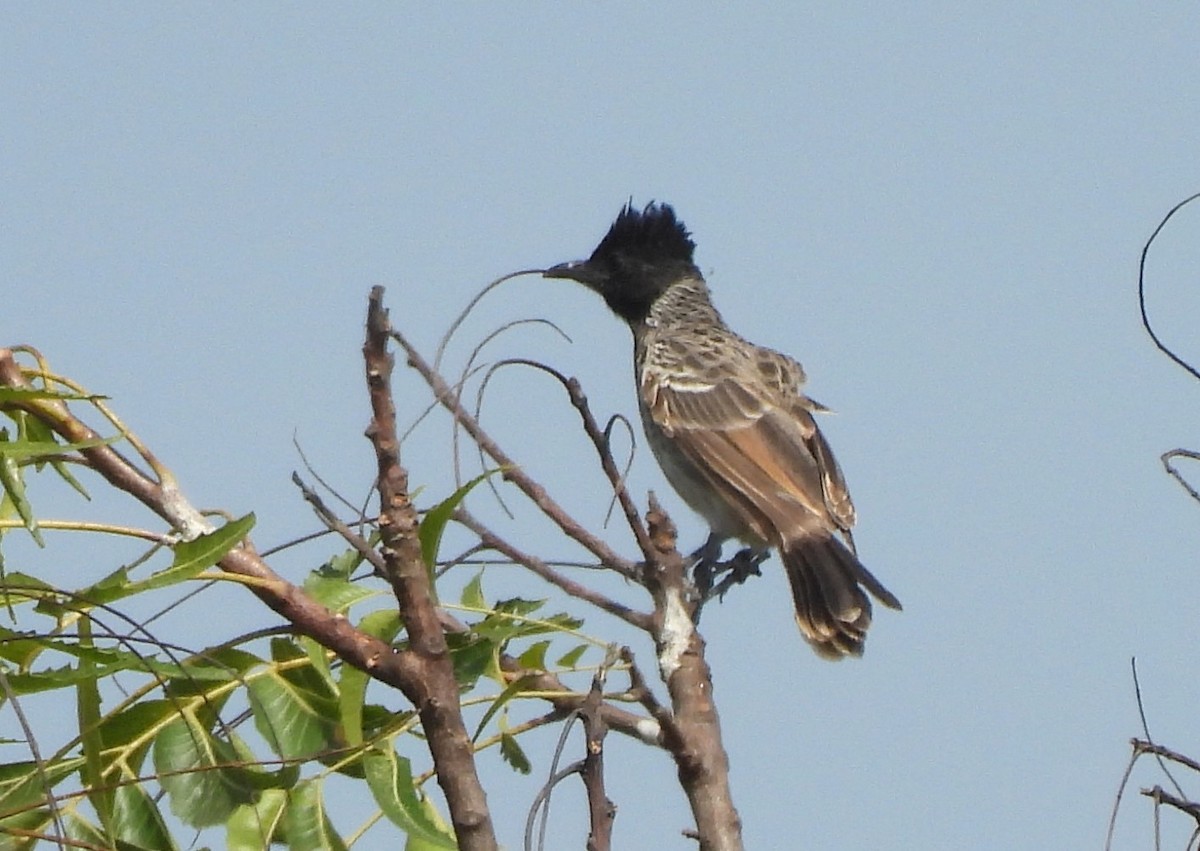 bulbul šupinkový - ML646293692