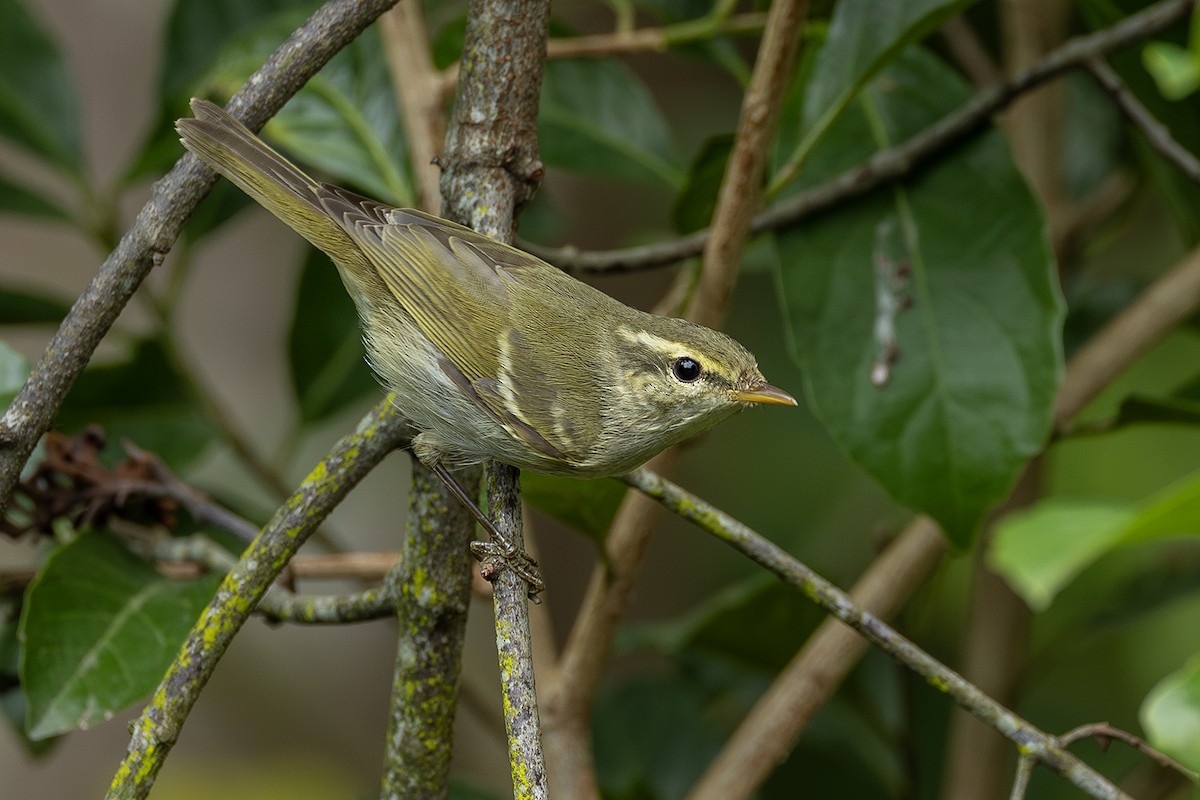 budníček dvoupruhý - ML646293693