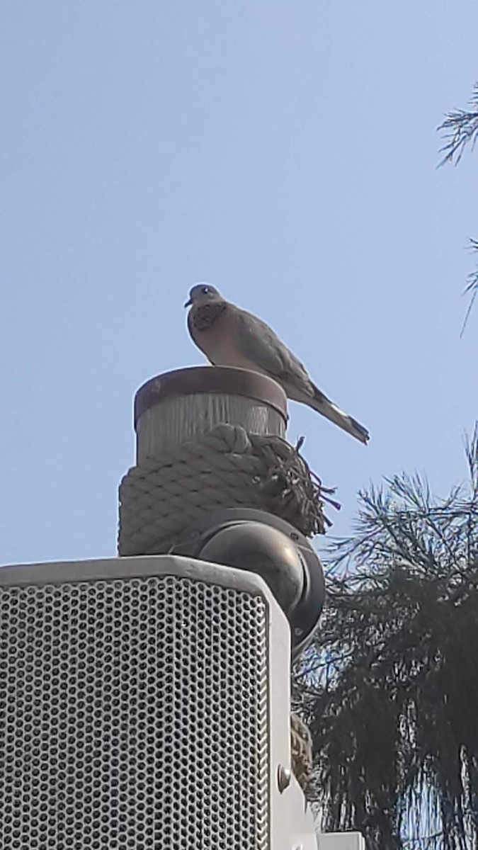 hrdlička senegalská - ML646293695