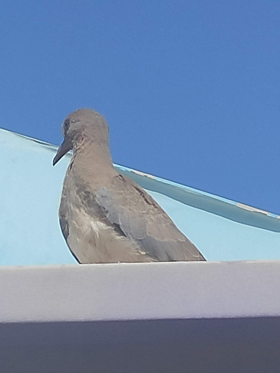 hrdlička senegalská - ML646293696