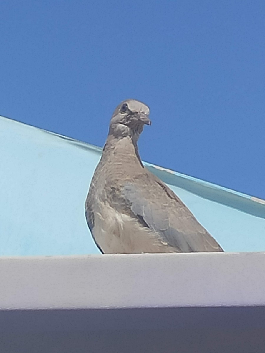 hrdlička senegalská - ML646293697