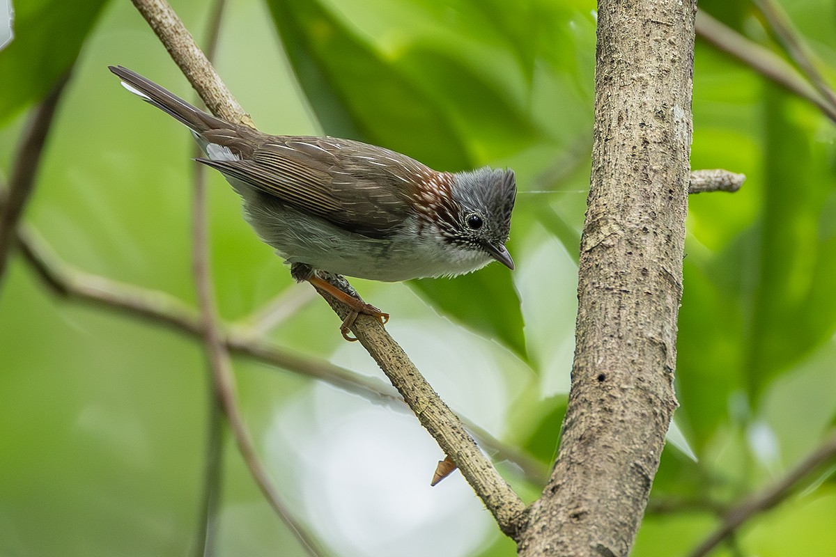 Indochinese Yuhina - ML646293698