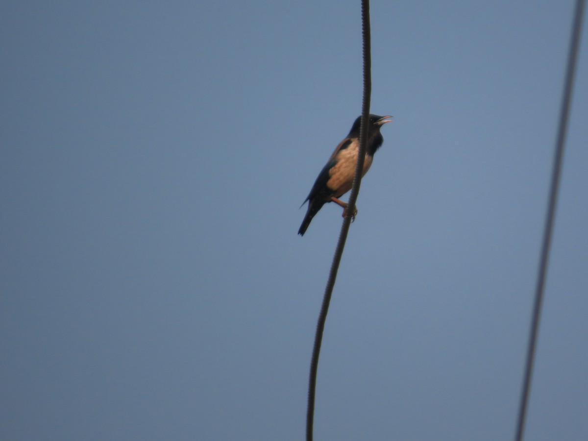 špaček růžový - ML646293699