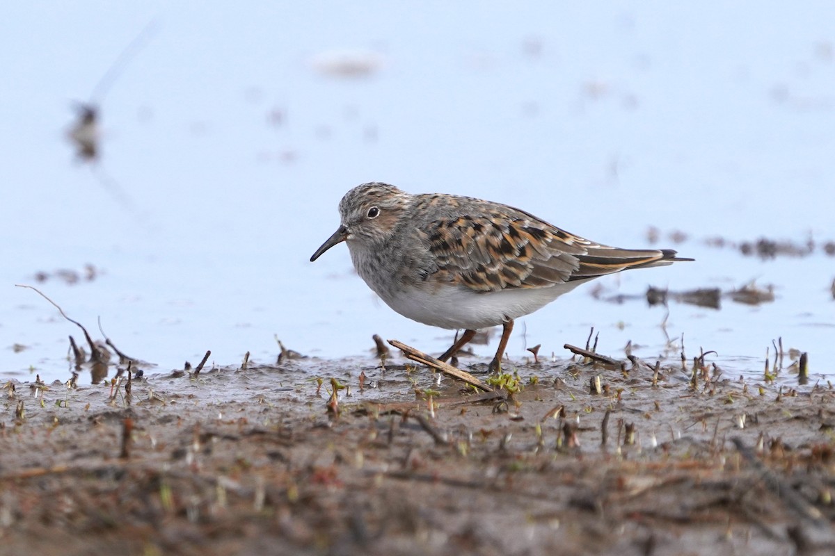 jespák šedý - ML646293702