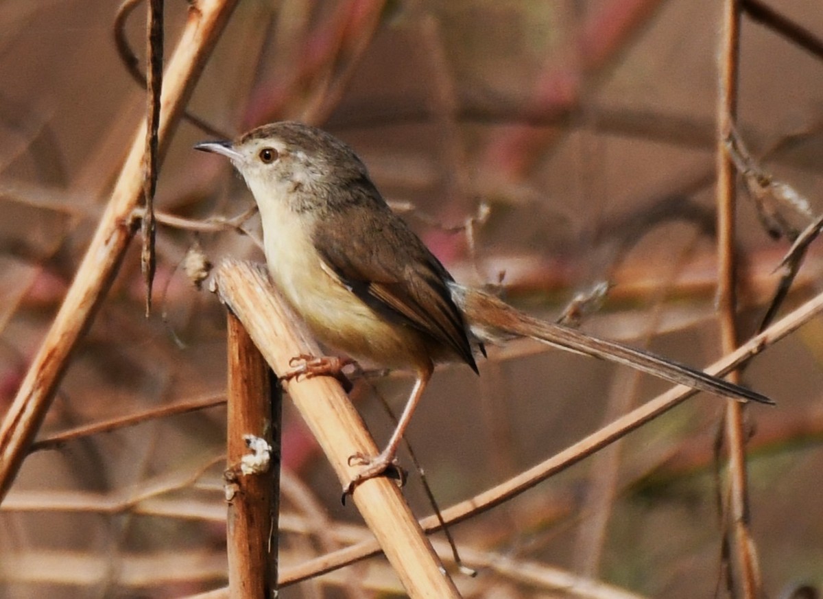 Plain Prinia - ML646293704