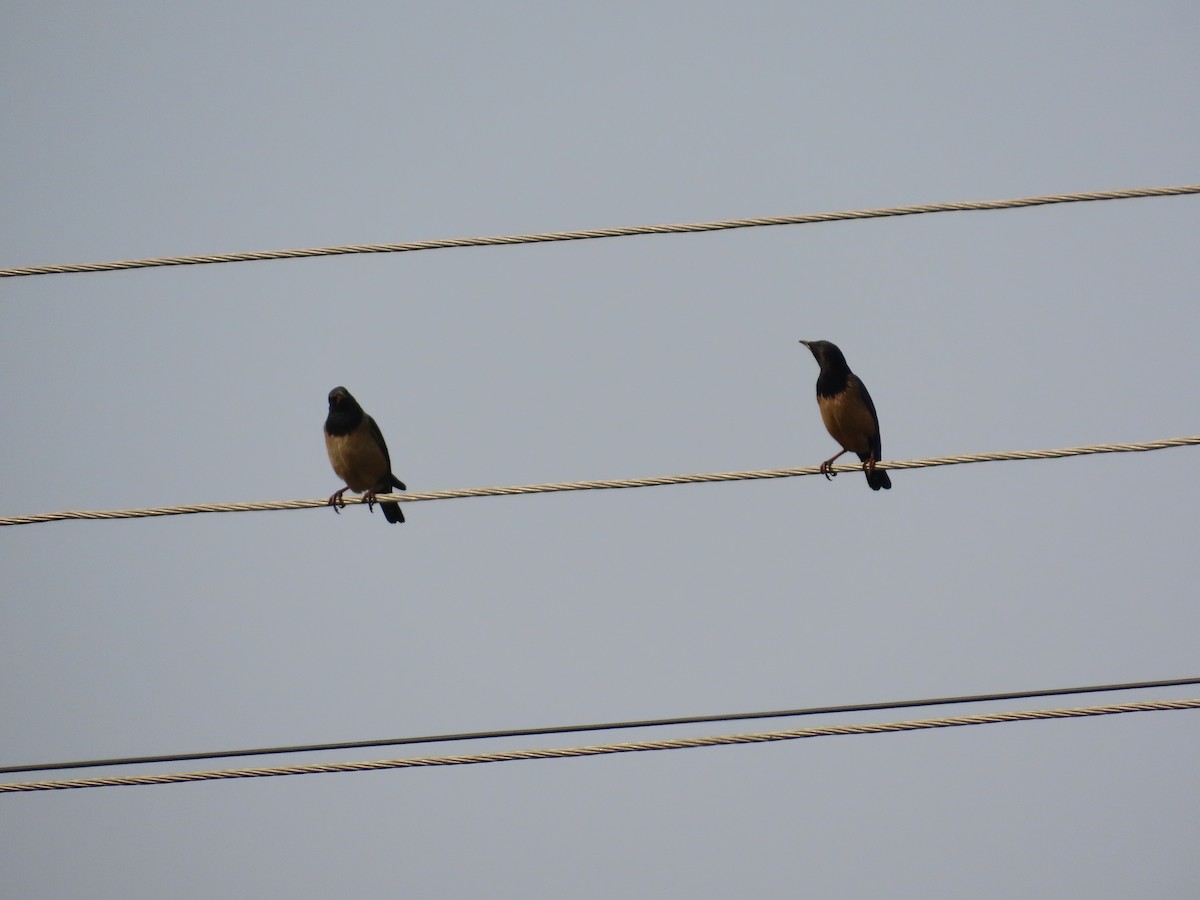 špaček růžový - ML646293705