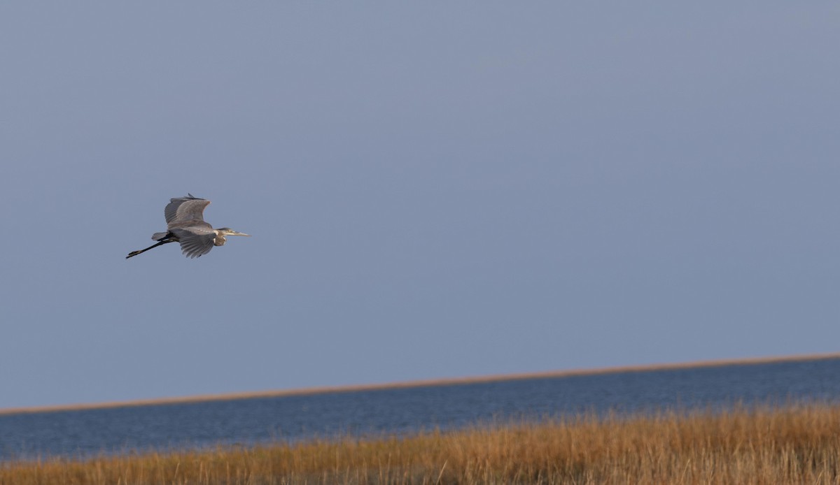 volavka velká - ML646293707