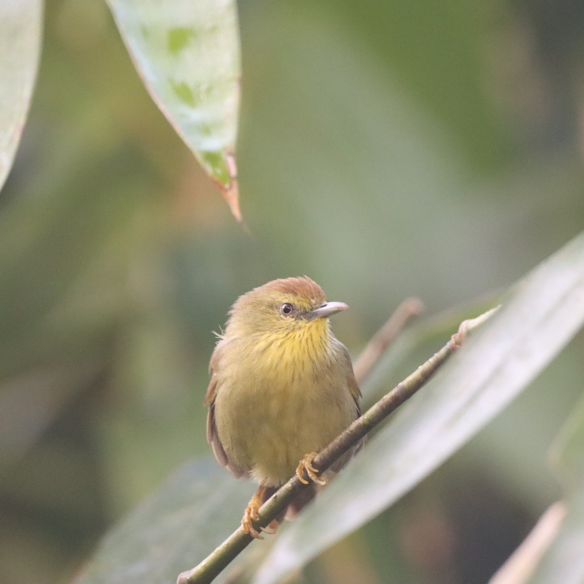 Pin-striped Tit-Babbler - ML646293708
