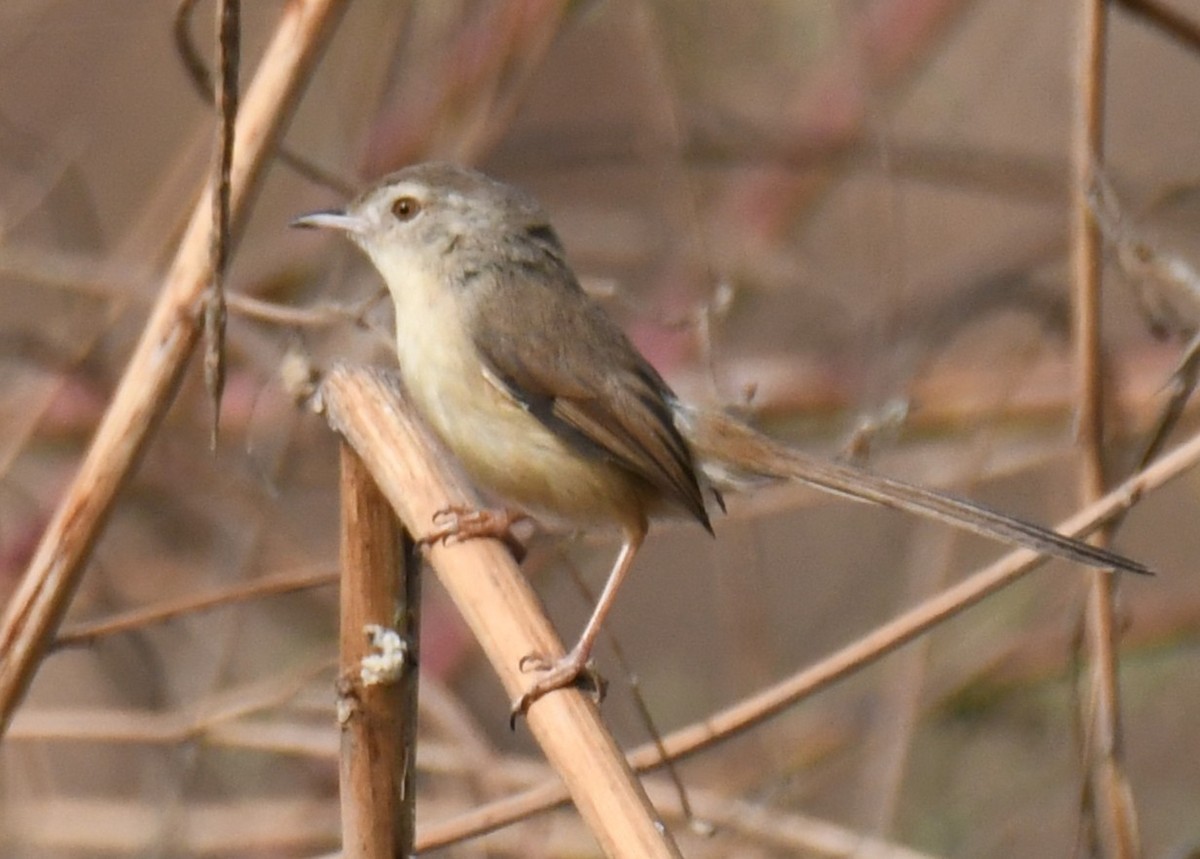 Plain Prinia - ML646293709