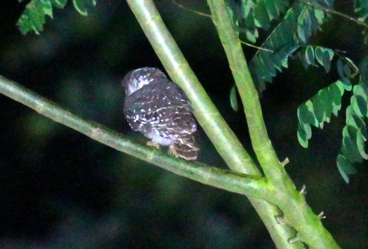 sýček brahmínský - ML646293710