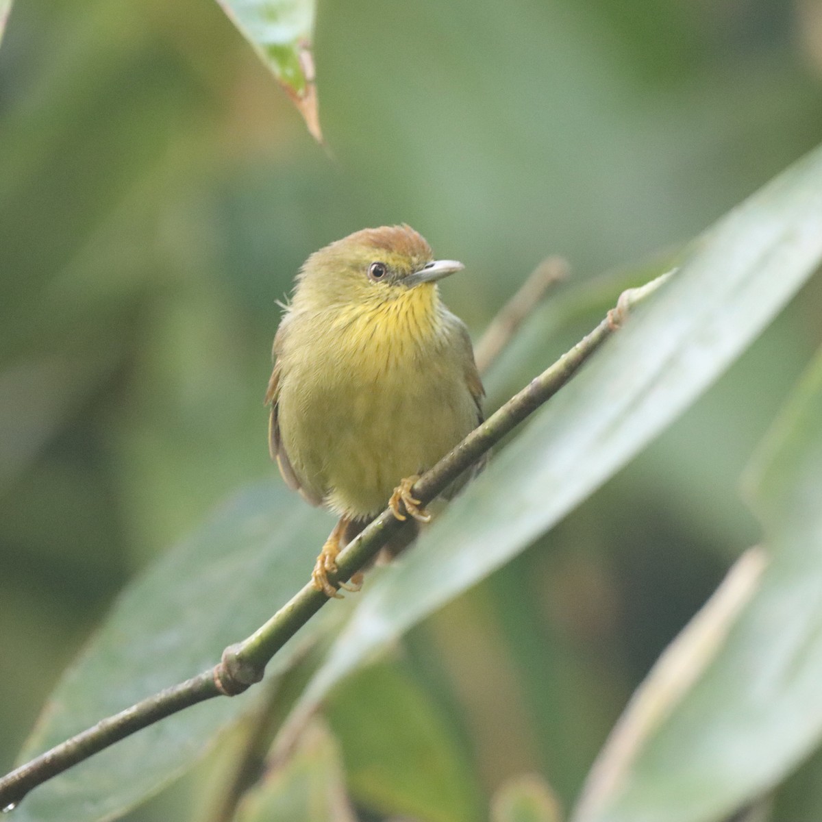 Timalí Goliestriado - ML646293714