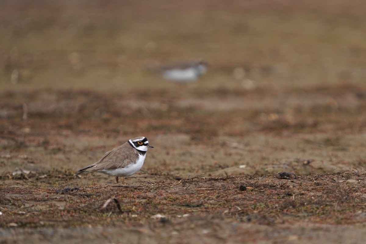 dverglo - ML646293717