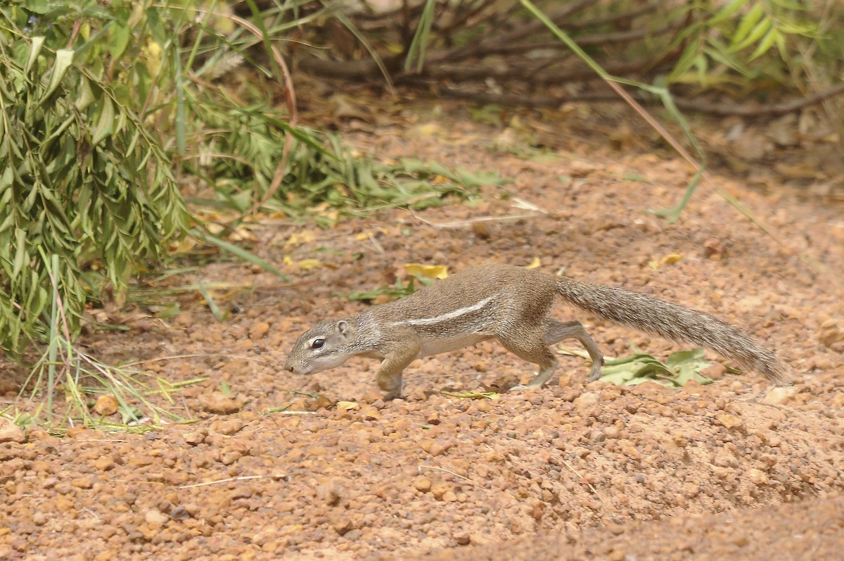 Striped Ground Squirrel - ML646293721