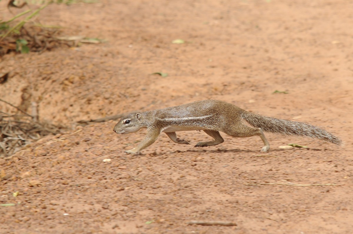 Striped Ground Squirrel - ML646293722