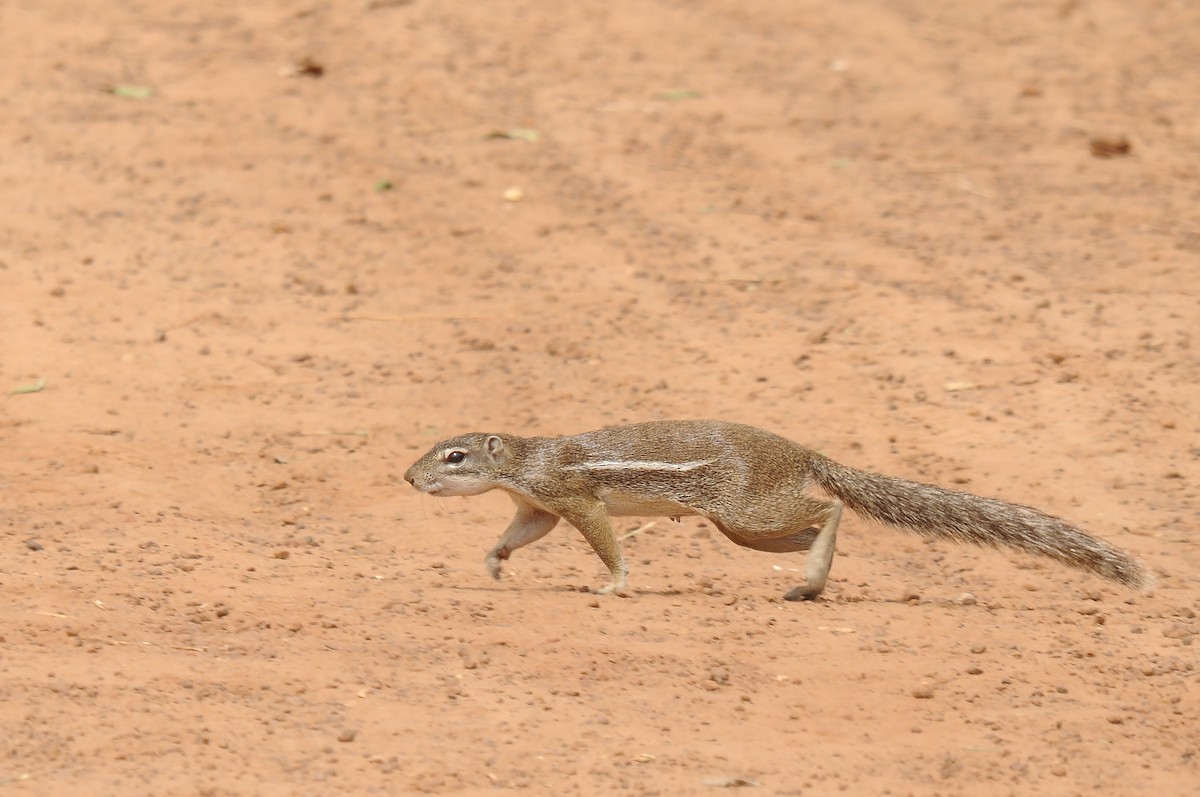 Striped Ground Squirrel - ML646293723