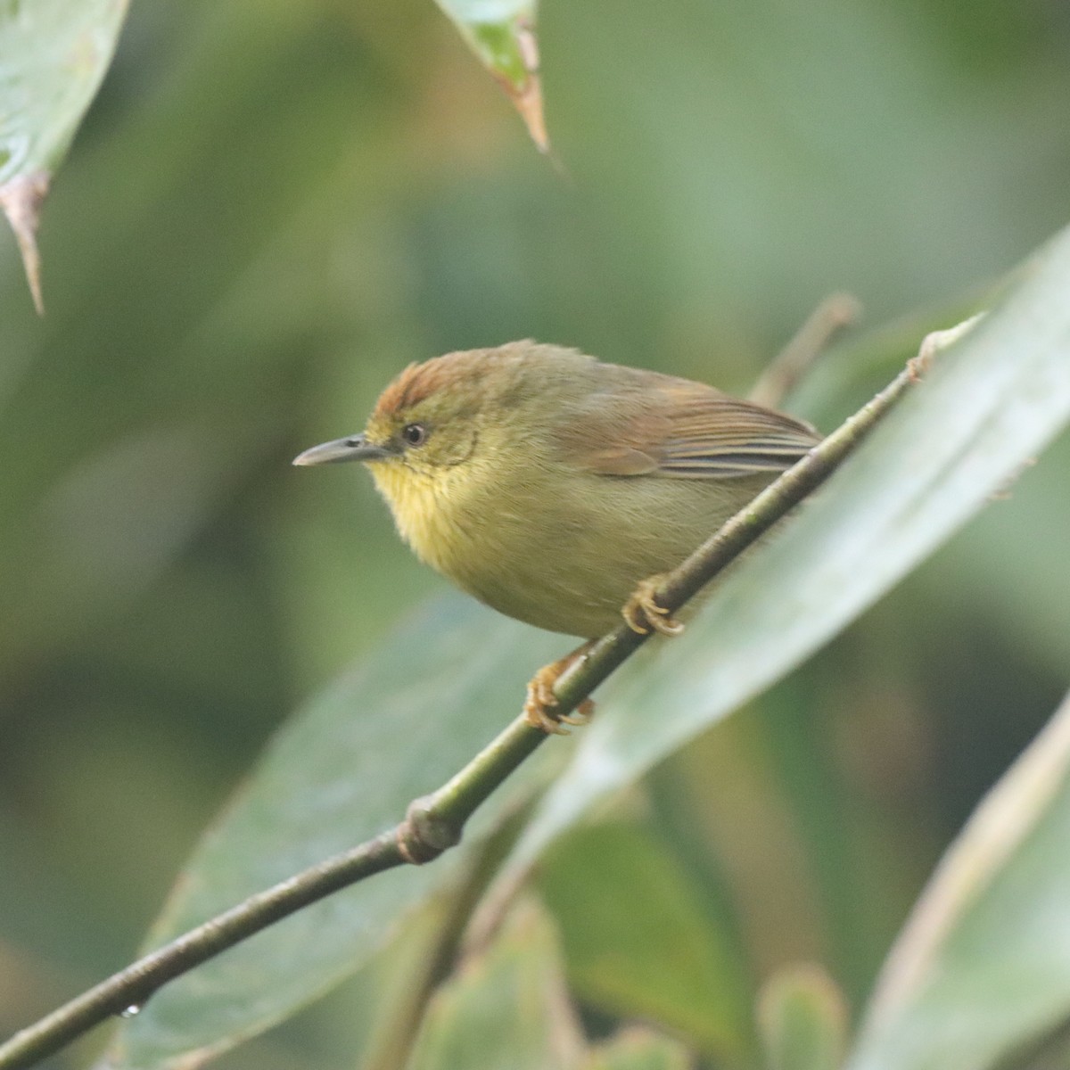 Timalí Goliestriado - ML646293724