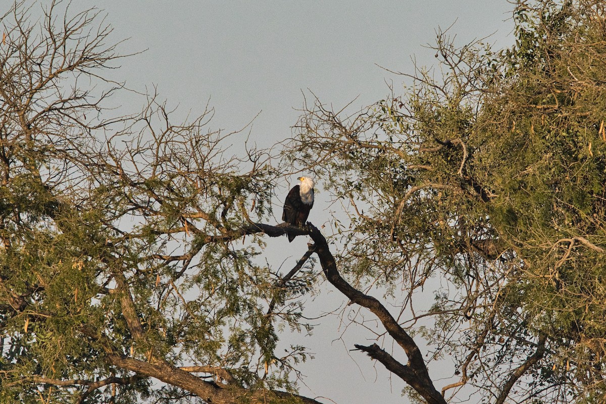 African Fish-Eagle - ML646293745