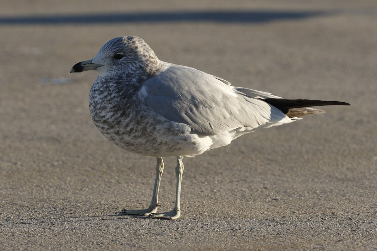 Goéland à bec cerclé - ML646293746