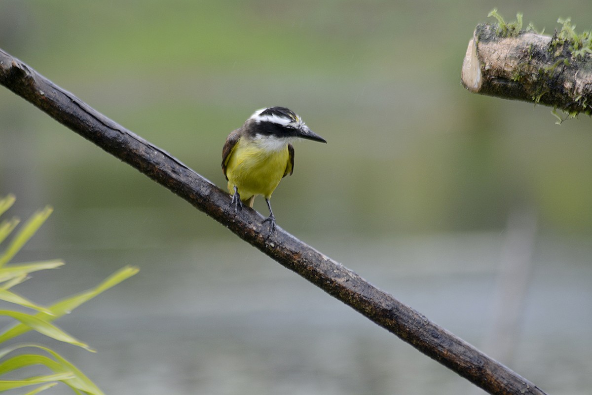 White-ringed Flycatcher - ML646293752