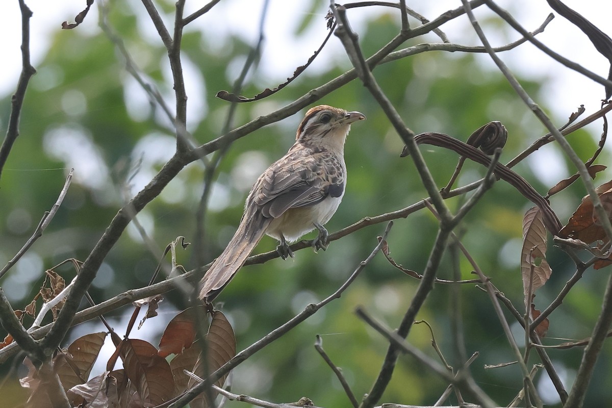 Striped Cuckoo - ML646293756