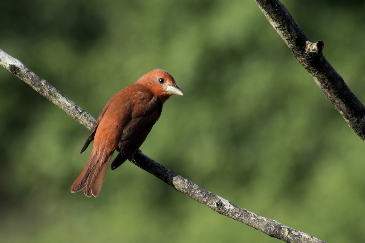 Summer Tanager - ML646293758