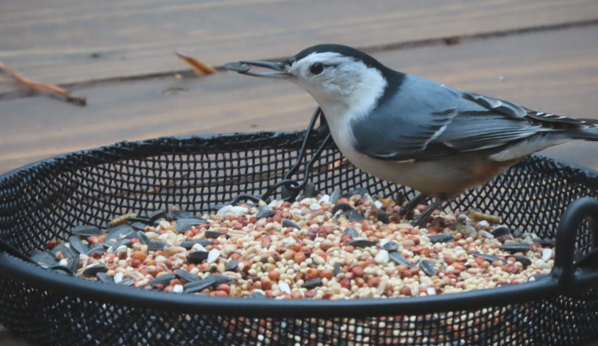 White-breasted Nuthatch - ML646293763