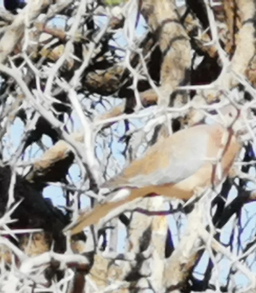 Laughing Dove - ML646293766