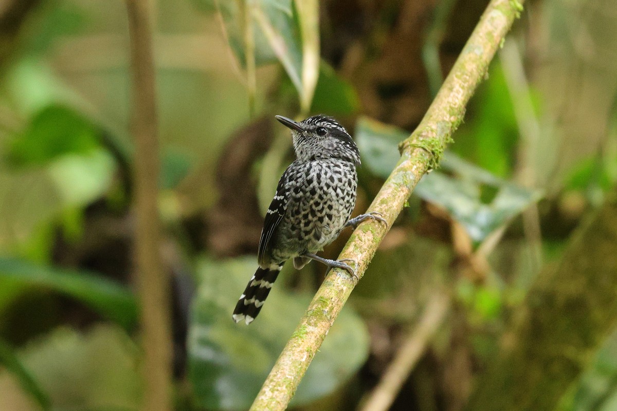 Scaled Antbird - ML646293769