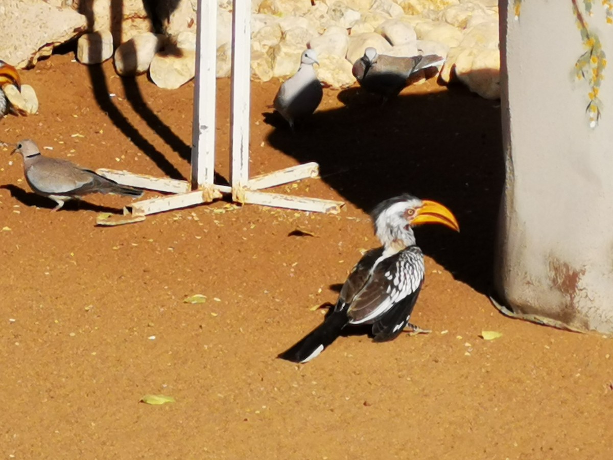 Southern Yellow-billed Hornbill - ML646293774