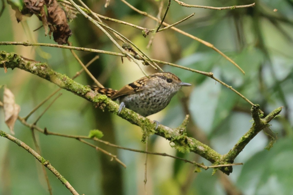 Scaled Antbird - ML646293775